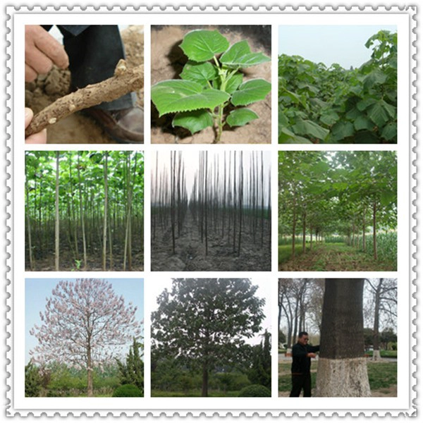 paulownia elongata.paulownia shantong, raiz híbrida 9501