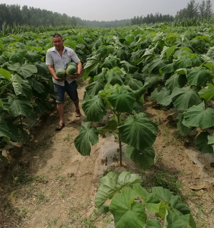 paulownia elongata.paulownia shantong, raiz híbrida 9501