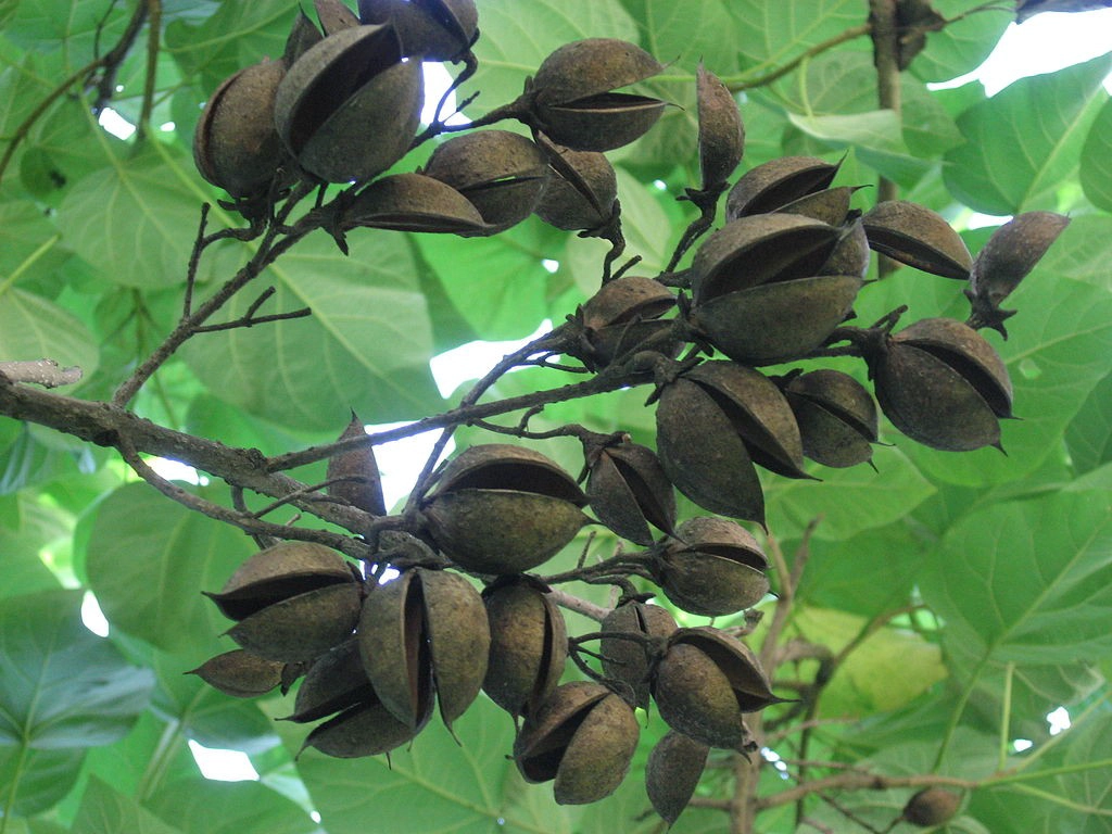paulownia elongata.paulownia shantong, raiz híbrida 9501