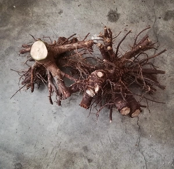 paulownia shantong seed,root cutting and stump for new planter plant big tree