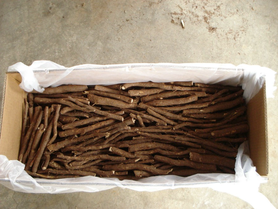 save time and work paulownia root better than seeds