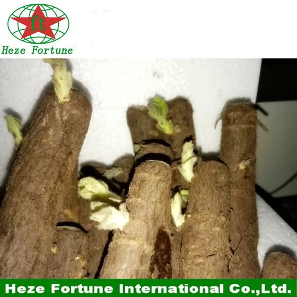save time and work paulownia root better than seeds