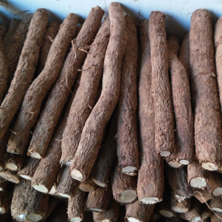 verkaufen Sie 12-15cm schädlingsresistenten hybriden Klon Paulownia Shantong, 9501, FTE-Wurzeln für das Pflanzen