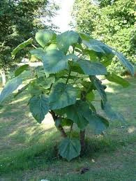 produção de madeira uso paulownia 9501 raiz mudas coto de mais rápido crescimento no mundo