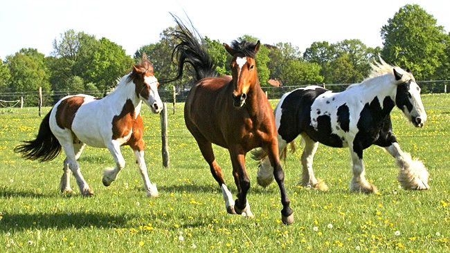wholesale equestrian helmets