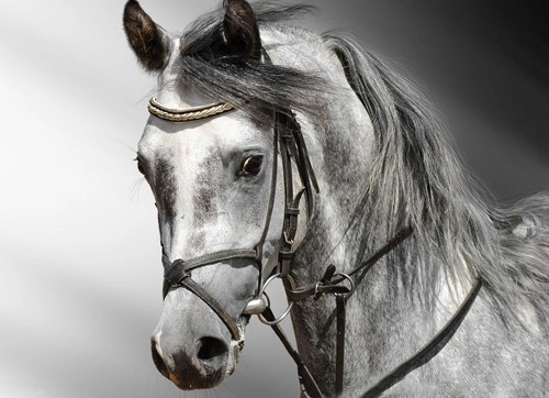 horse helmet manufacturers