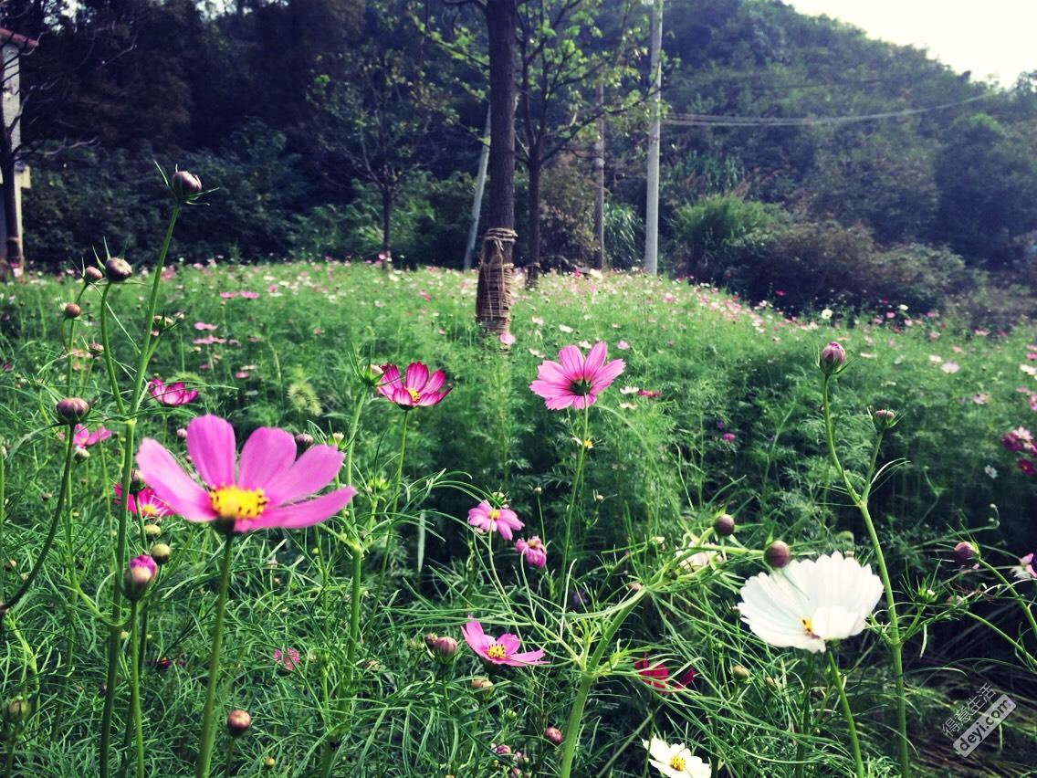 Garden expo