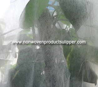 China Litchi Bag Supplier, Non Woven Bagging Vendor, Protection Bag On Sales