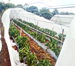 Slope Non Woven Fabric Manufacturer, Agricultural Non-woven Fabric Wholesale, Spunbond Nonwoven On Sales
