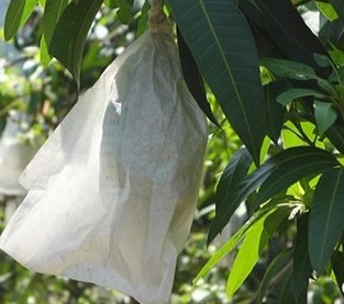 Agricultural Covering Nonwovens Manufacturer, Agricultural Fabric Wholesale, Agricultural Nonwovens Greenhouses Factory