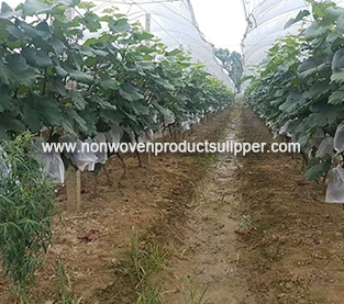 Non Woven Fruit Bag Supplier, Non Woven Grape Bagging Vendor, Protection Bagging On Sales