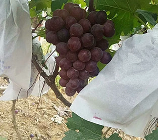 Agricultural Non Wovens Factory, China Spun Bonded Non Woven Company, Polypropylene Spun Bonded Non Woven On Sales