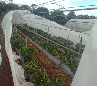 Agricultural Ground Cover Wholesale, Agriculture Mat Factory, Agriculture Nonwoven Cover Manufacturer