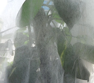 Agriculture Cover Wholesale, Non Woven Mulch Supplier, Agricultural Fabric Manufacturer