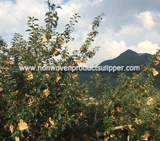 China Spunbond Non Woven Bag Supplier, Fruit Non Woven Bag On Sales, Fruit Protection Bag Company