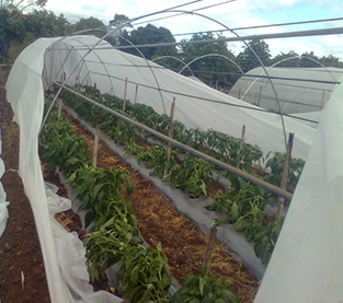 Agricultural Fabric Supplier, Agriculture Cover Factory, Agricultural Covering Nonwovens Wholesale