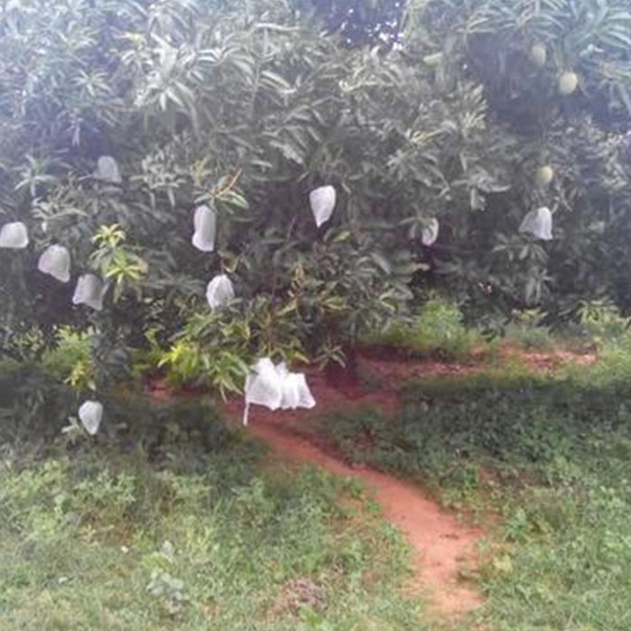 Mango Bags Company, PP Non Woven Fabric For Mango Bags, Mango Cover Vendor In China