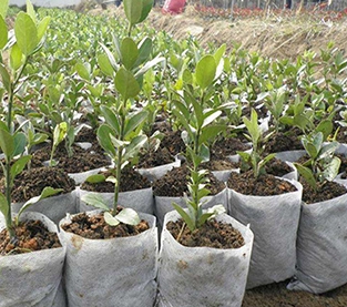 China Nursery Bag Wholesale, Non Woven Seedling Bag Manufacturer, Nursery Bag Company