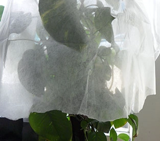 Agriculture Cover Wholesale, Non Woven Mulch Supplier, Agricultural Fabric Manufacturer