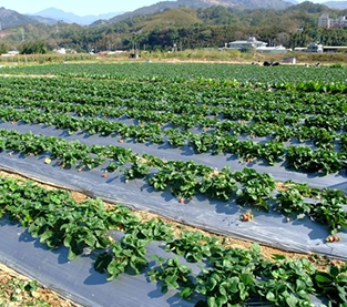 Weed Control Mat Supplier, Weed Barrier Fabric Factory, Weed Control Membrane Wholesale