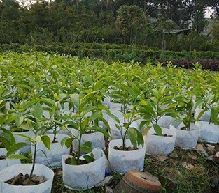 China Nursery Bag On Sales, Non Woven Seedling Bag Factory, Nursery Bag Wholesale
