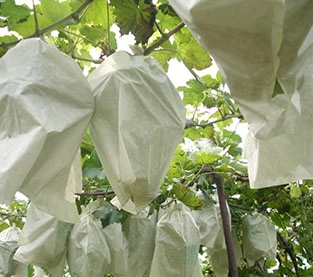 China Agricultural Cover Supplier, Agricultural Ground Cover Manufacturer, Weed Control Fabric Company