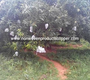 Lychee Non Woven Bag Factory, Lychee Protection Bagging Manufacturer, Lychee Disposable Bag Wholesale