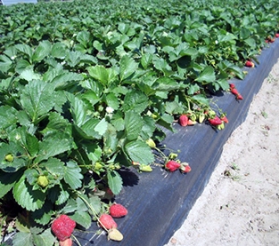 Agricultural Fabric Supplier, Agriculture Mat Company,  Agricultural Ground Cover On Sales