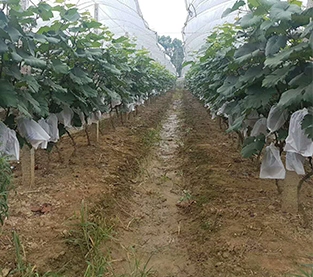 China Polypropylene Spunbond Non Woven Supplier, Polypropylene Non Woven Fabric Wholesale, Spunbond Polypropylene Fabric Manufacturer