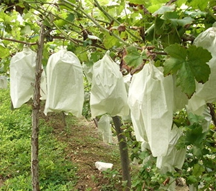 China Fruit Protection Bag Supplier, Grape Protection Bag Vendor,  Non Woven Protection Bag Wholesale