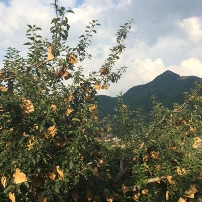 Mango Bags Company, PP Non Woven Fabric For Mango Bags, Mango Cover Vendor In China