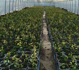 China Nursery Bag Company, Non Woven Seedling Bag Vendor, Nursery Bag Supplier