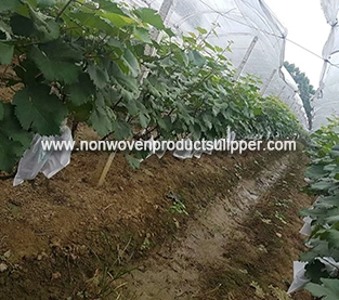 Spunbond Non Woven Bagging Manufacturer, China Nonwoven Bagging Vendor, Non Woven Fruit Bag Wholesale