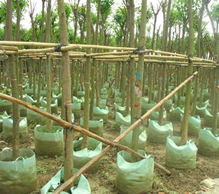 China Root Pouch Wholesale, Planter Bag Supplier, Grow Bags On Sales
