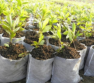 Non Woven Seedling Bag Wholesale, Non Woven Nursery Bag Factory, China Seedling Bag Vendor