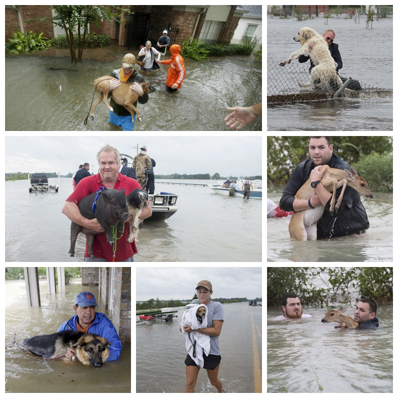Hurrikan Harvey Hit Texas 2017, Hurricane Speed & Performance wird mit Ihnen