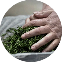 Çin Çay yayma maşını istehsalçı