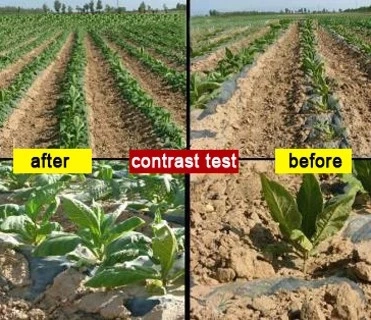 Polímero súper absorbente para plantar tomates de cultivos.