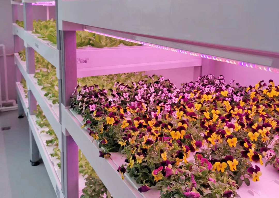 Five Projects with High Economic Benefits for Indoor Planting