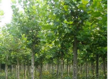 What are the unique characteristics of paulownia board?