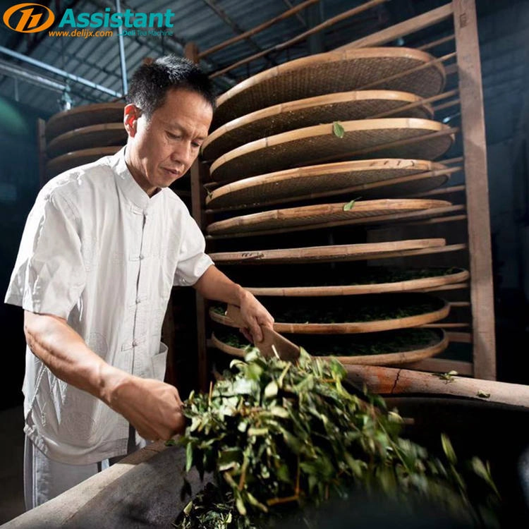 Trà ô long có phải là trà bán lên men không? Cách chế biến trà ô long?