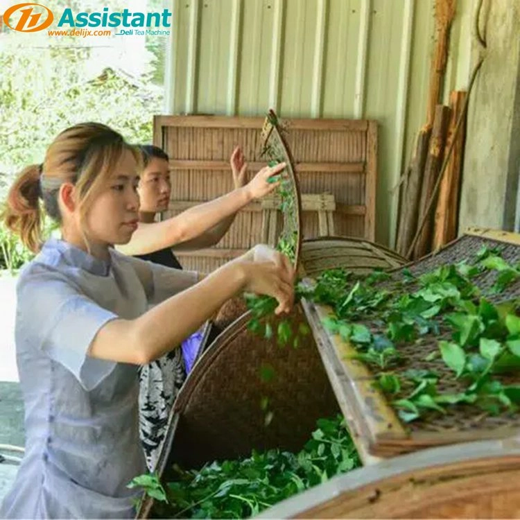 Tại sao chúng ta nên lắc lá trà trong quá trình sản xuất trà ô long?