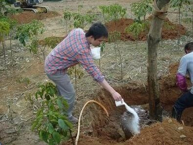 SAP (super absorbent polymer) for fruit trees