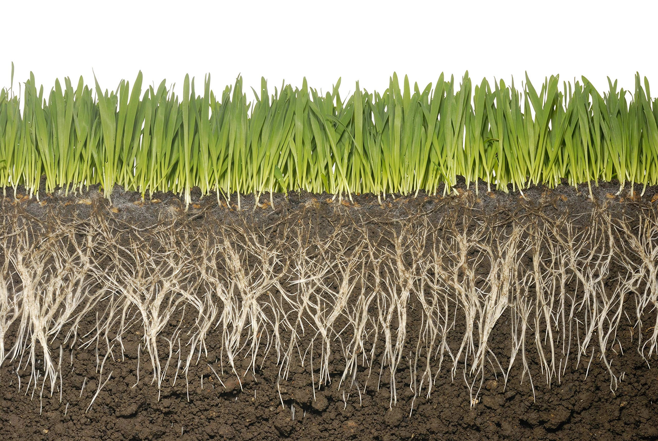 SAP (super absorbent polymer) for crops