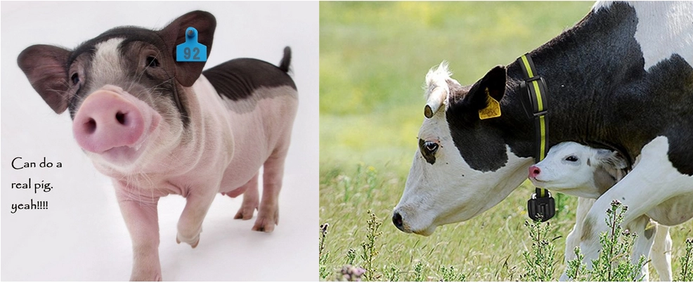 rfid ear tags