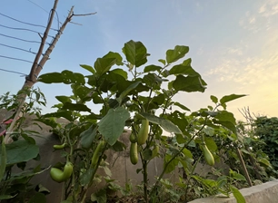 ফলের পাকা মরসুম