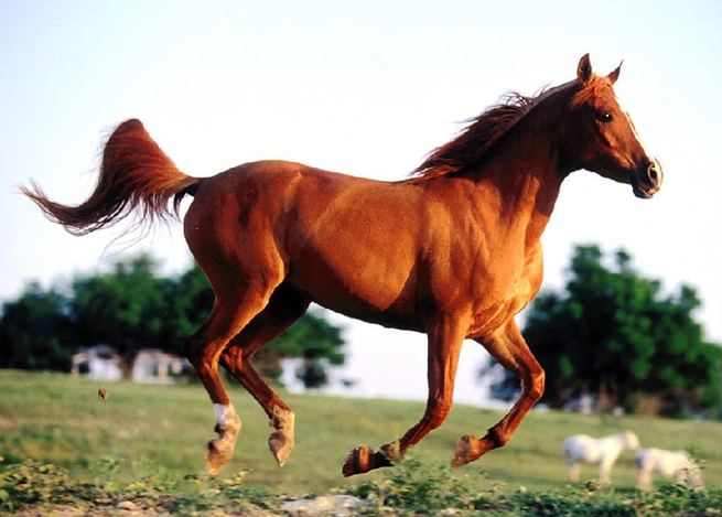 Equestrian helmet factory